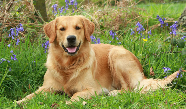 Chó khôn nhất thế giới - Golden Retriever
