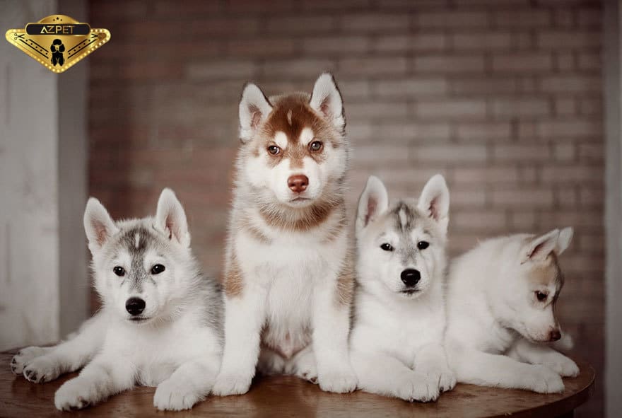 chó husky
