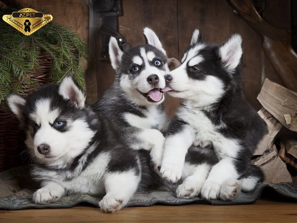chó husky