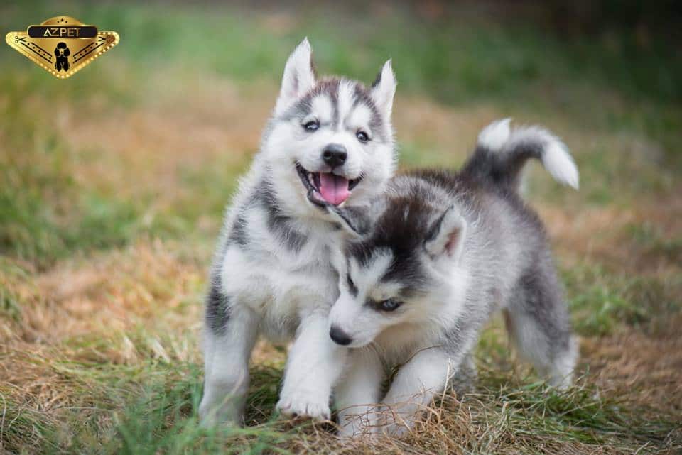 chó husky