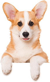 giá chó corgi