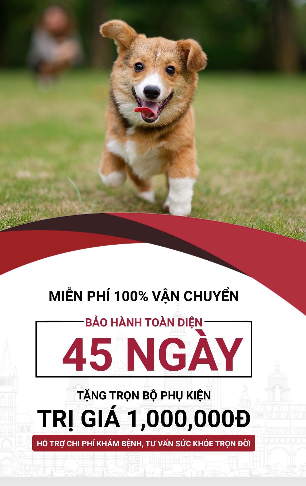 Ưu đãi khi mua chó corgi