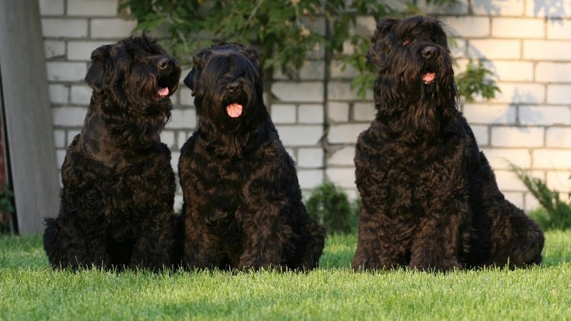 Giống chó to nhất thế giới Black Russian Terrier