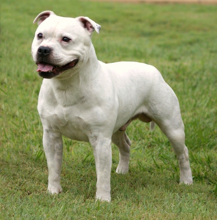Chó Staffordshire Bull Terrier