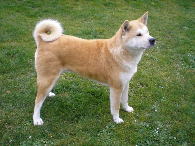 Giống chó đắt nhất thế giới Akita Inu
