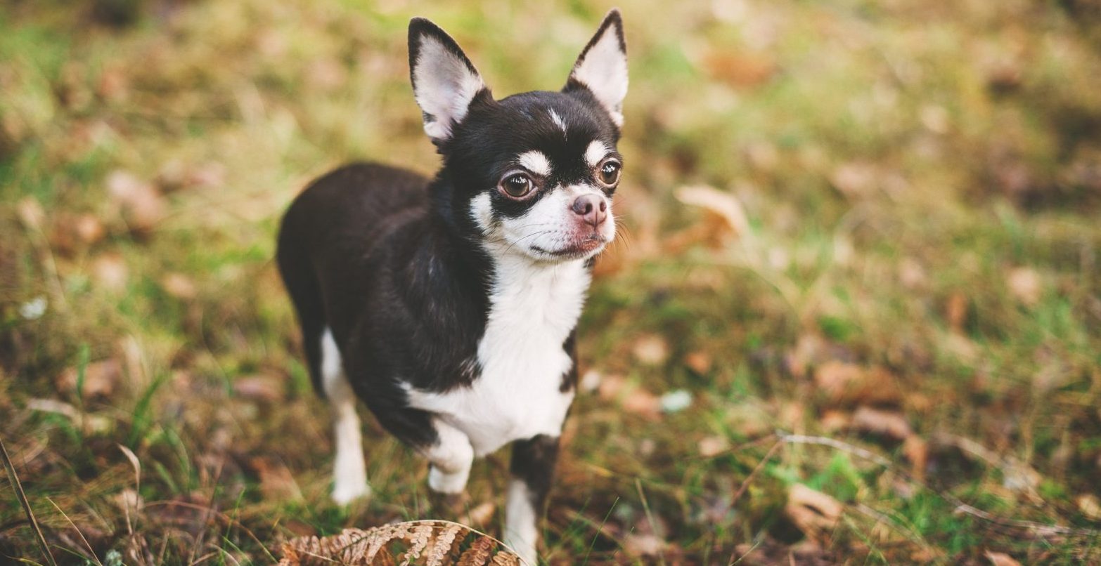 Con chó đẹp nhất là Chihuahua