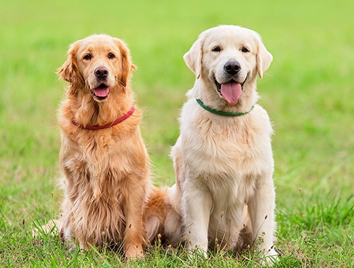 chó golden bộ lông vàng đặc trưng