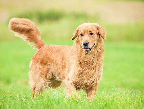 Chó Golden Retriever - Đặc Điểm, Nguồn Gốc, Phân Loại & Giá Bán