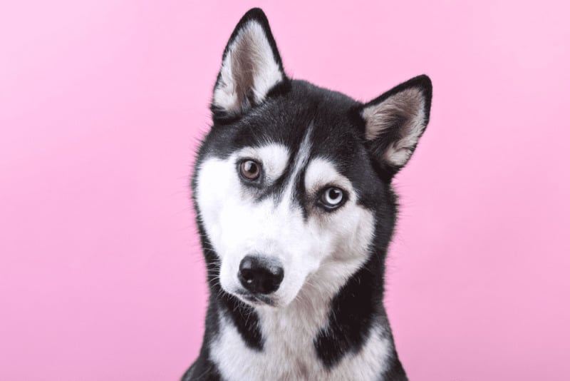 chó husky