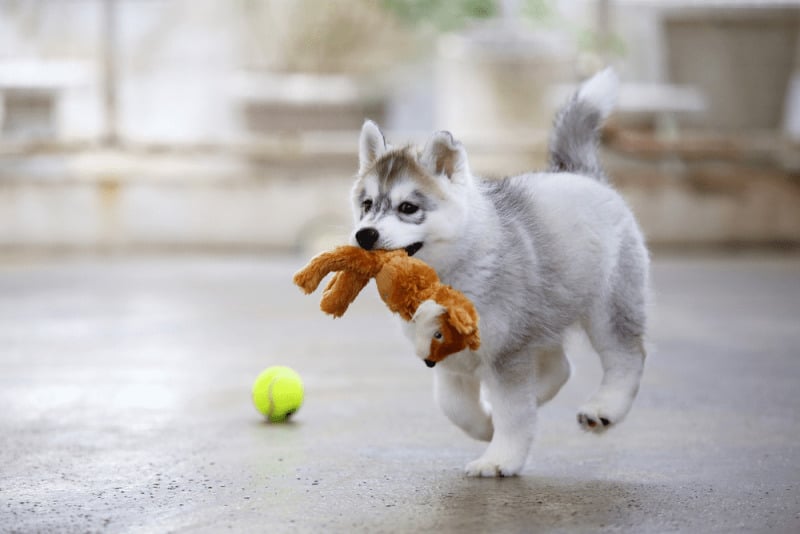 chó husky