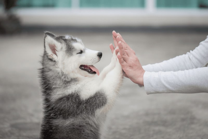 chó husky