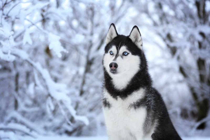 chó husky