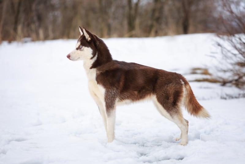 chó husky