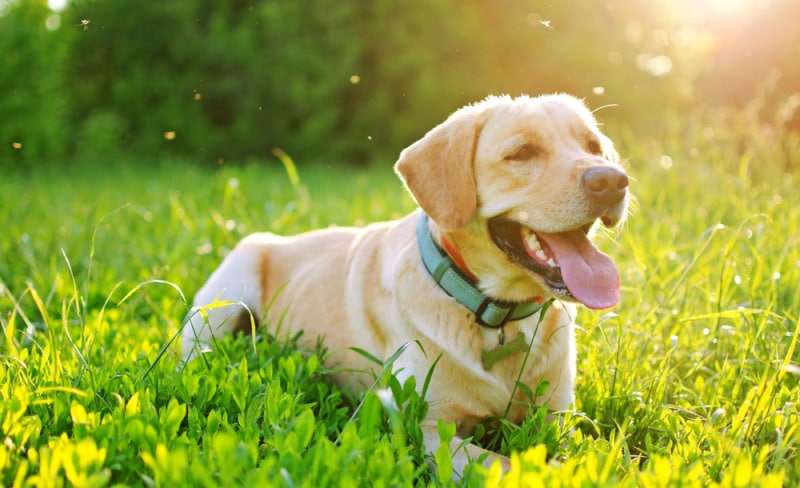 chó labrador
