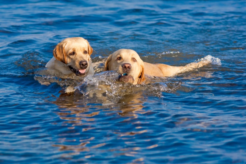 chó labrador