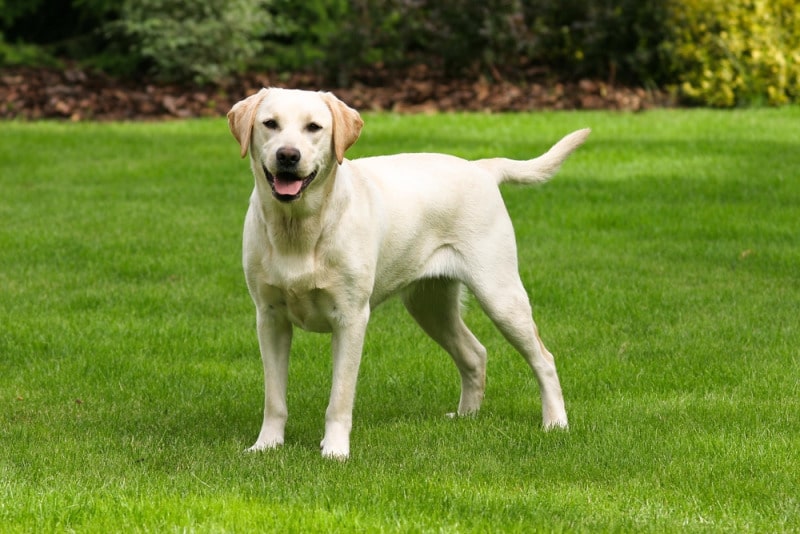 chó labrador