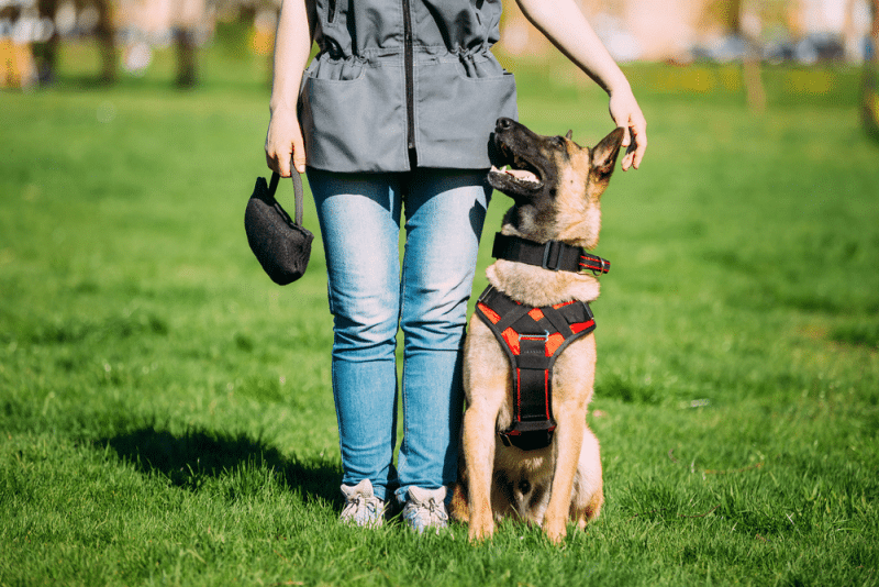 chó béc giê bỉ malinois