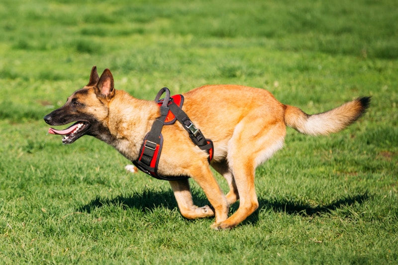 chó béc bỉ malinois
