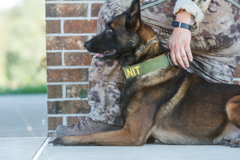 chó béc bỉ malinois
