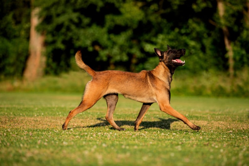 chó béc bỉ malinois