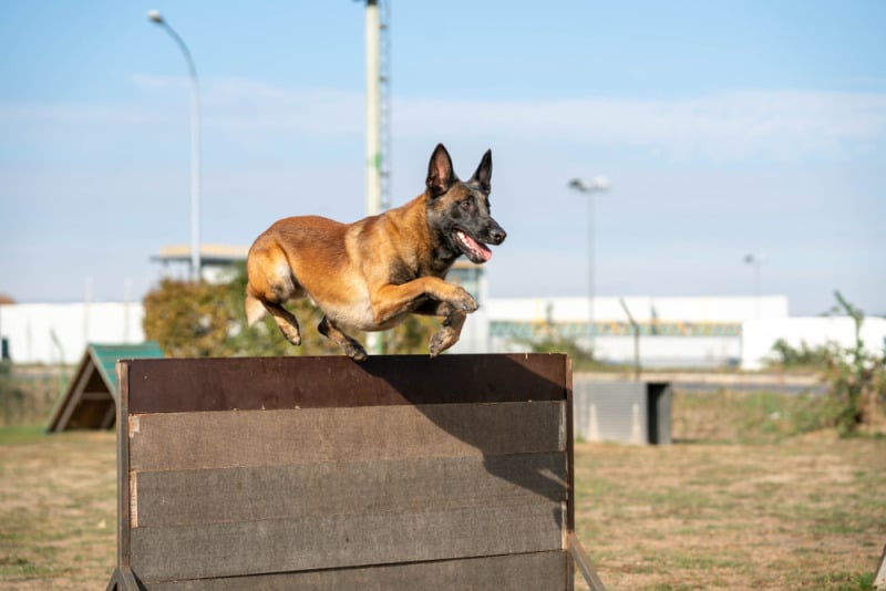 chó béc bỉ malinois