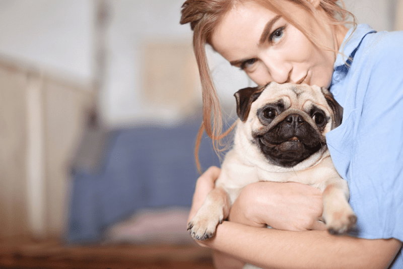 Chó pug mặt xệ