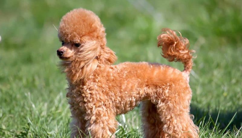 Chó Mini Poodle