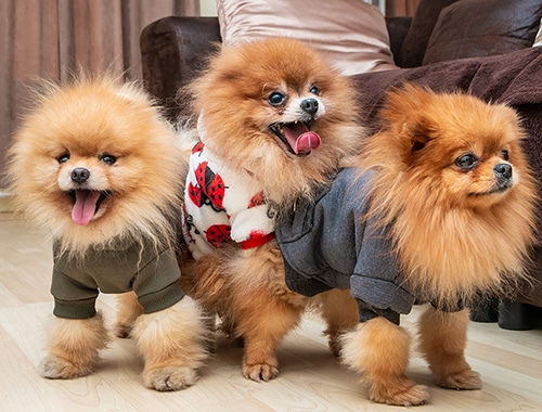 Chó Phốc Sóc bộ lông đặc biệt thu hút