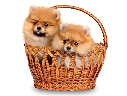Chó Phốc Sóc kích thước nhỏ gọn