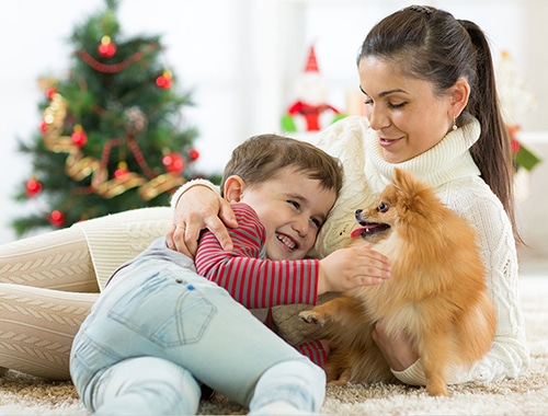 Chó Phốc Sóc trung thành và tình cảm