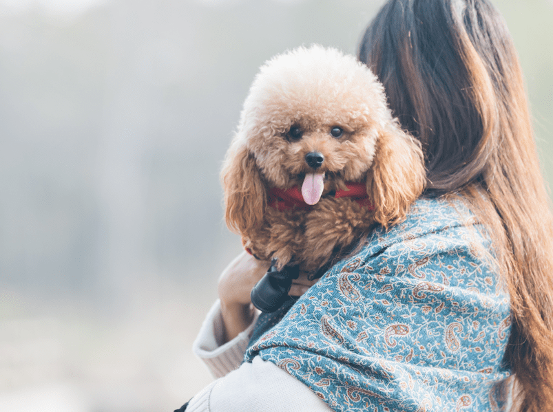 Chó Poodle