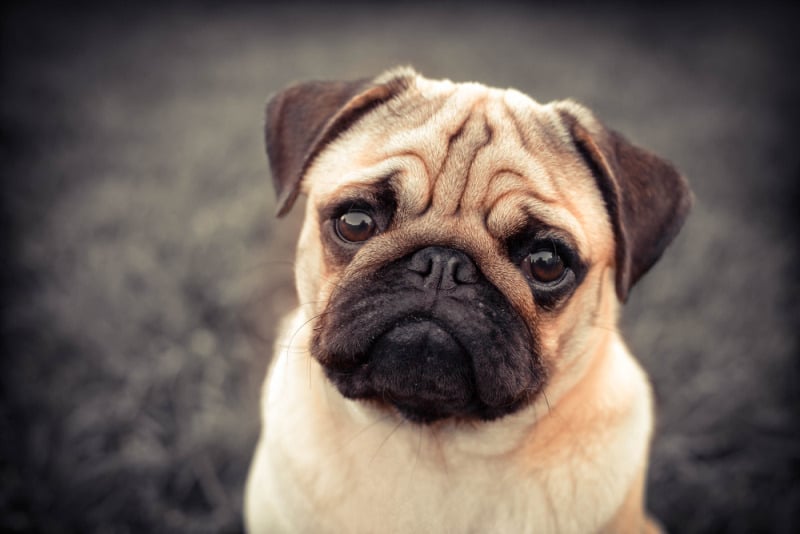 chó pug