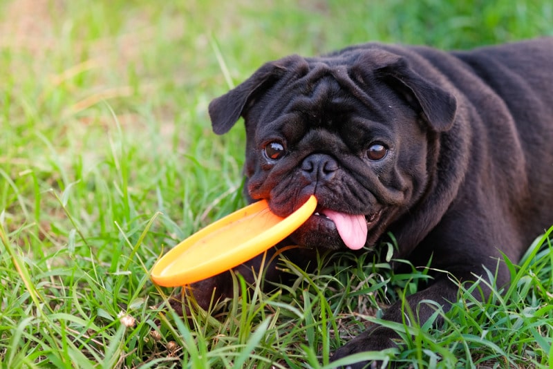 chó pug