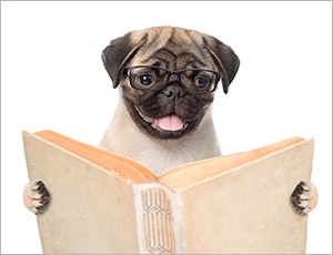 chó pug dễ huấn luyện