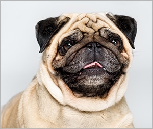 chó pug mặt xệ đáng yêu
