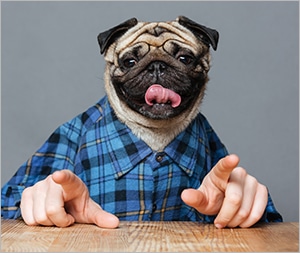 chó pug thông minh cá tính