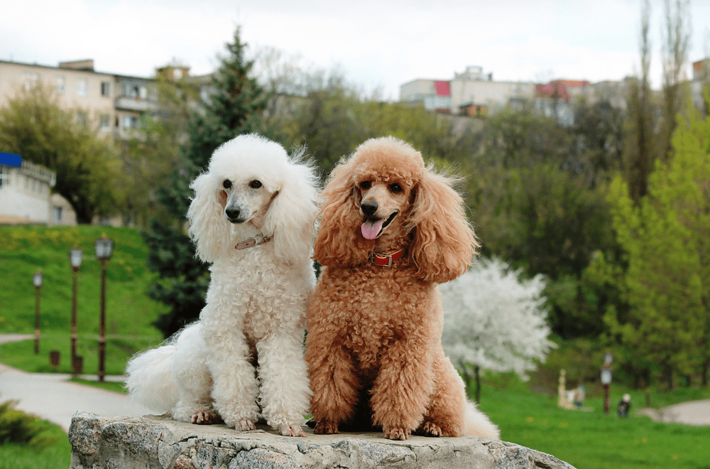 Chó standard poodle