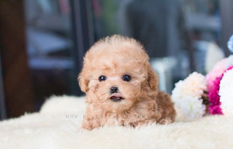 Chó teacup Poodle