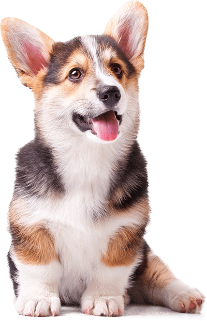đặc điểm chó corgi