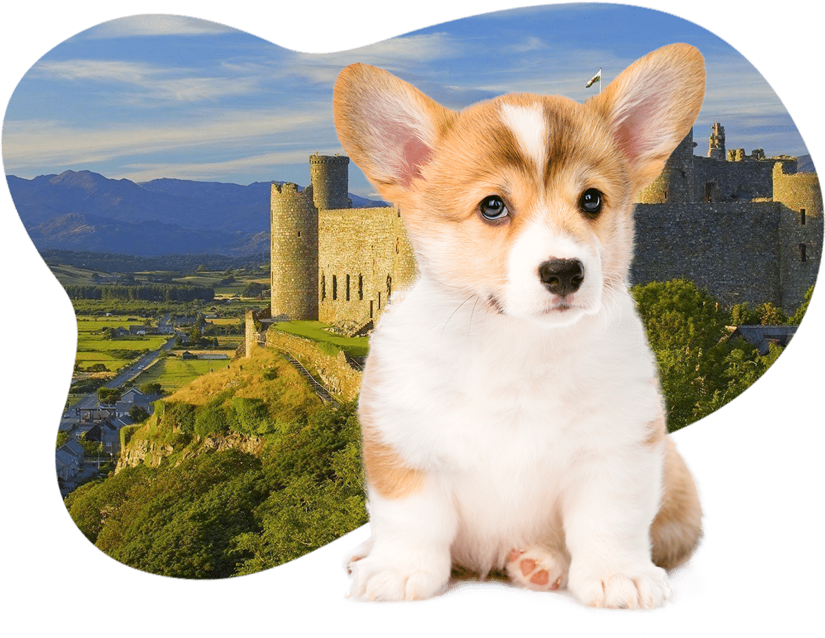 Lưu ý khi chọn mua chó corgi