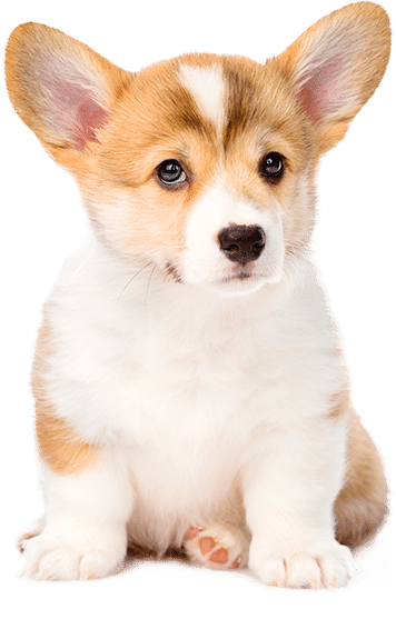 bảng giá chó corgi