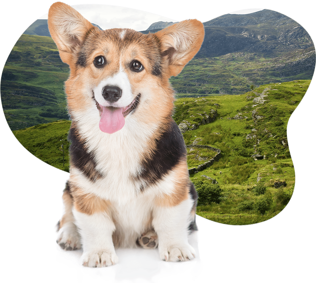 Lưu ý khi nuôi dạy chó corgi