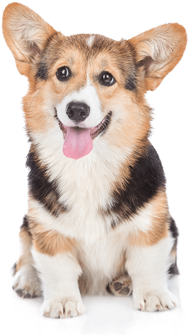 Lưu ý khi nuôi dạy chó corgi