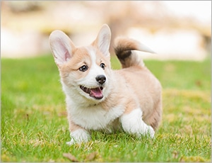 Chó corgi chân ngắn đáng yêu