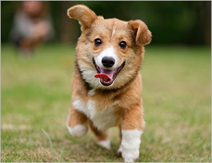 chó corgi giàu năng lượng