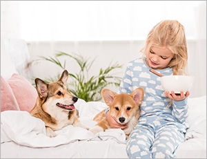 chó corgi trung thành tình cảm