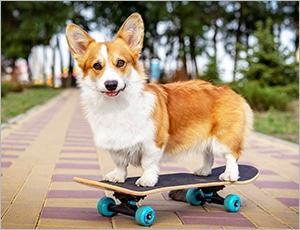 chó corgi thông minh dễ bảo