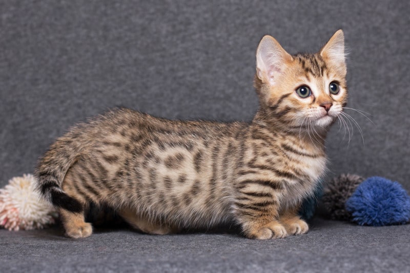 Mèo Munchkin - Giống mèo siêu  đáng yêu