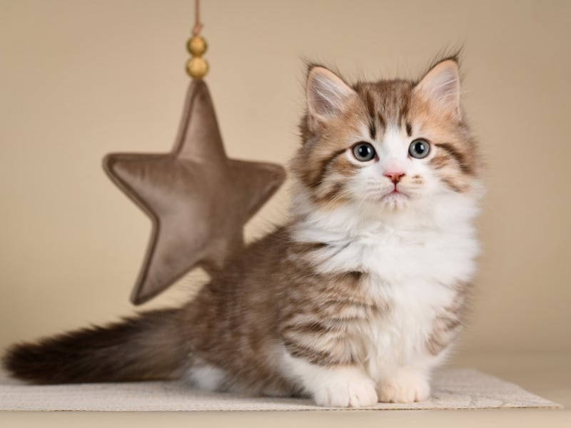 mèo munchkin