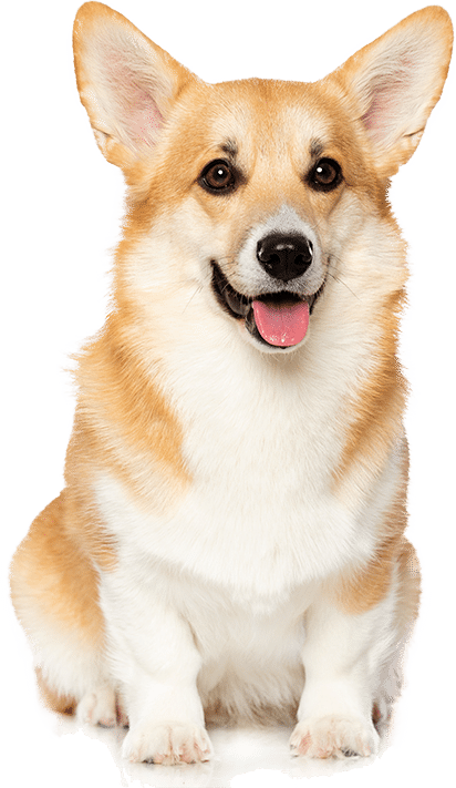 Nguồn gốc chó corgi